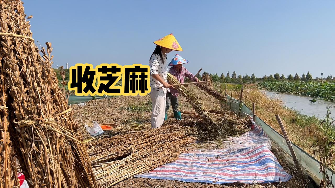 晨晨去地里跟妈妈帮忙收芝麻有感而发希望八妹以后不要像自己