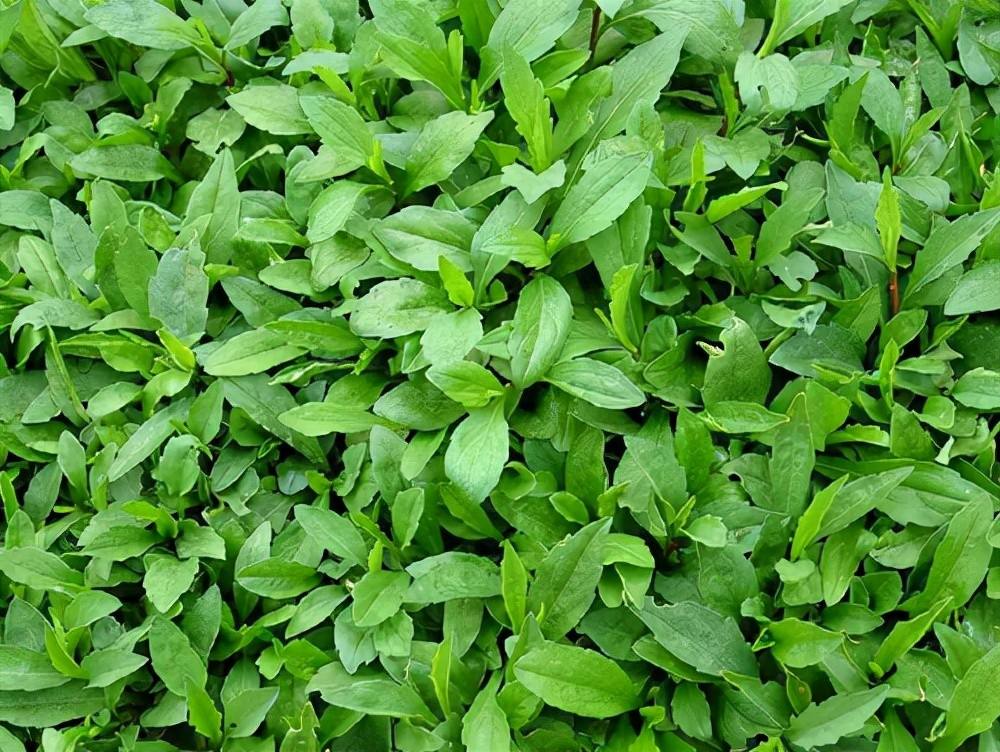 鱼塘边找一种叫泥鳅串的野菜,煮猪肝吃味道特别好,吃啥都香__财经头条