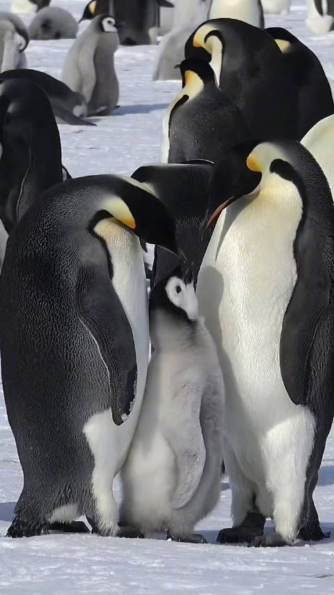 帝企鹅一家三口的日常生活,家庭弟位一目了然!__财经头条