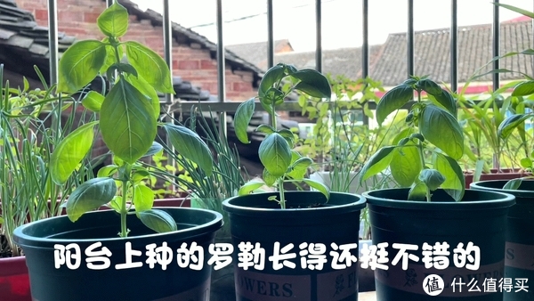 番茄意面这样做好吃，搭配自己种的罗勒，番茄汁浓郁，一盘都不够吃休闲区蓝鸢梦想 - Www.slyday.coM