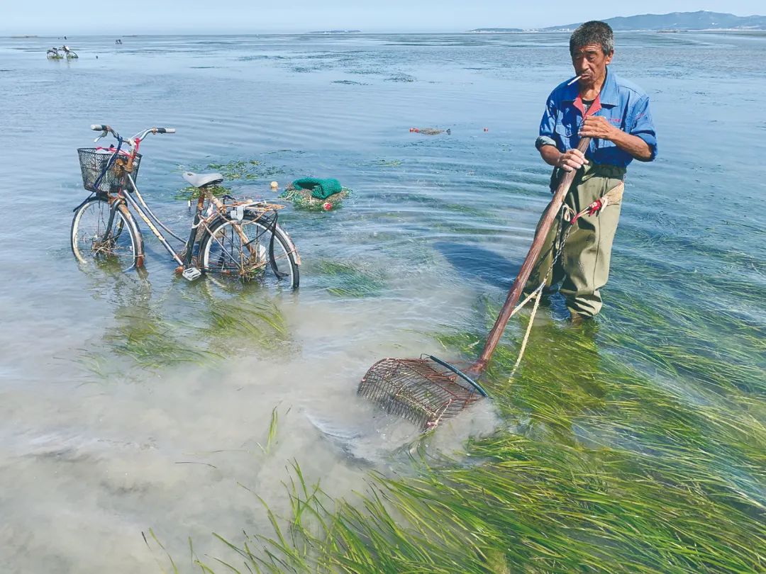 人类挖蛤破坏葫芦岛海草床.海洋所供图