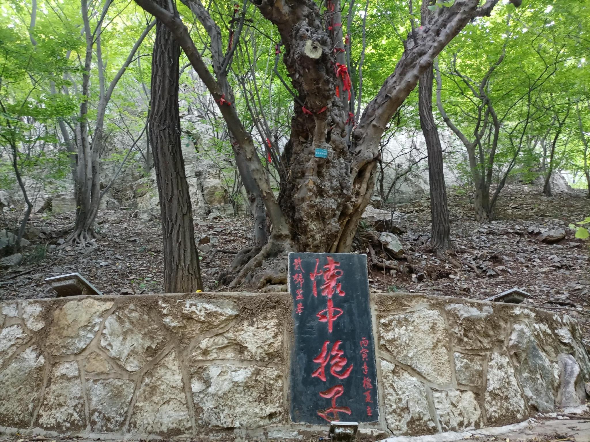 山东的青檀树__财经头条