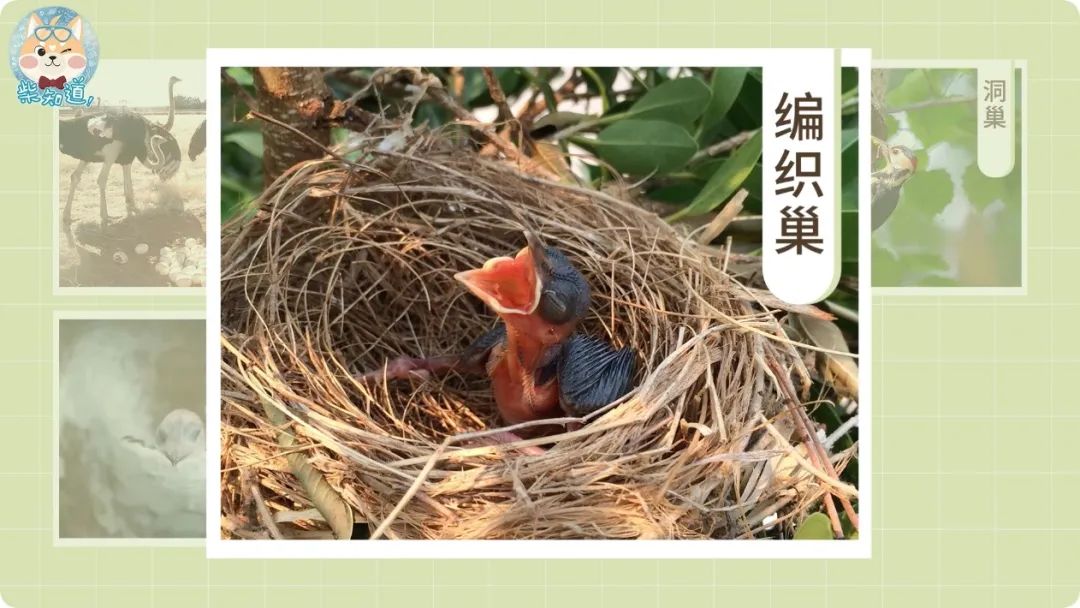 随便搭几根树枝就敢下蛋?为什么有的鸟筑巢这么敷衍?| 图文__财经头条