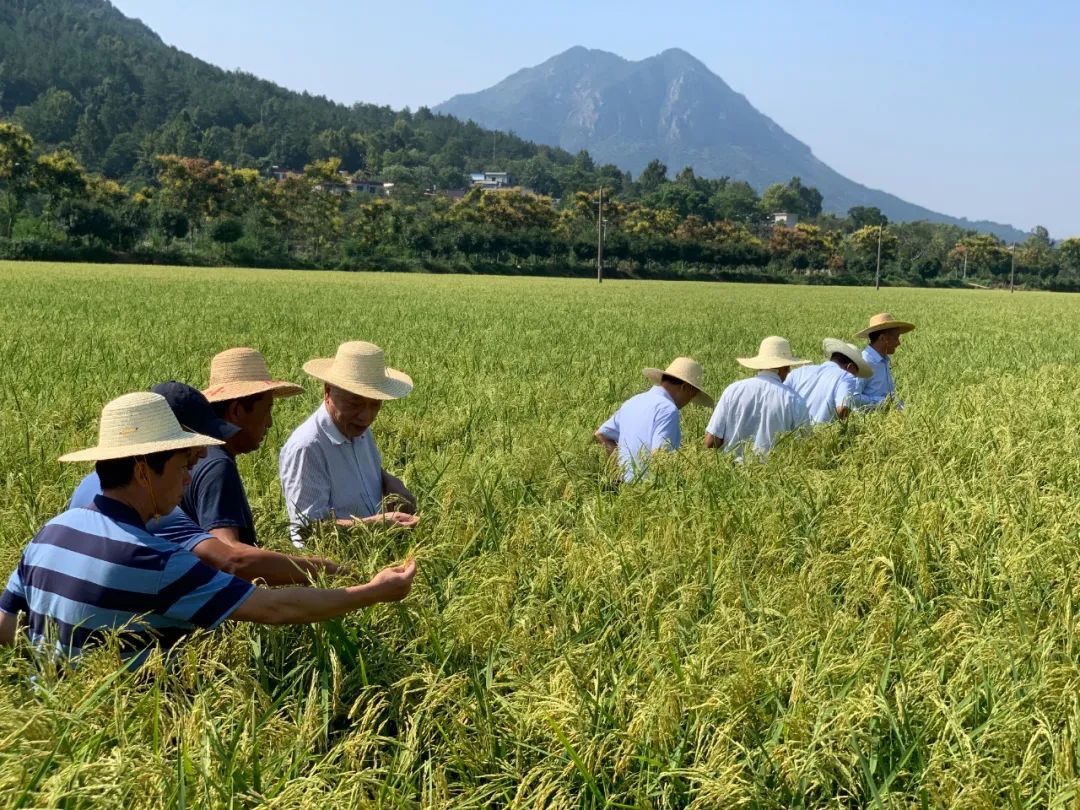 武汉大学培育优质耐高温杂交水稻制种成功|杂交水稻_新浪财经_新浪网