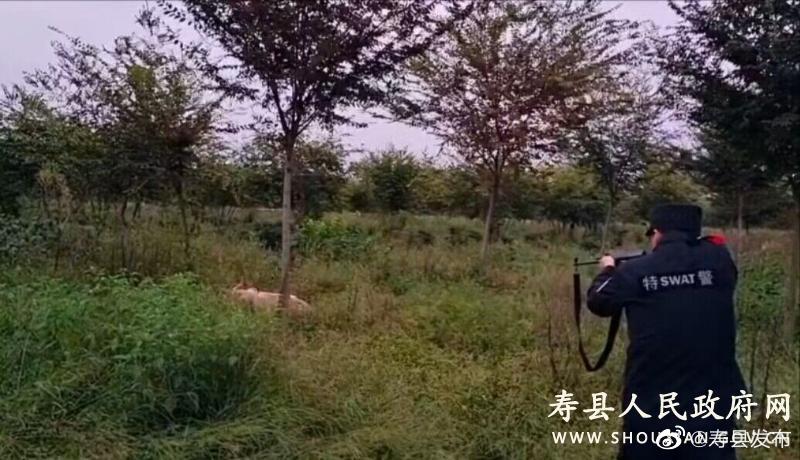 疯牛撞伤村民后四处逃窜 寿县特警果断开枪击毙|民警|村民|特警_新浪新闻