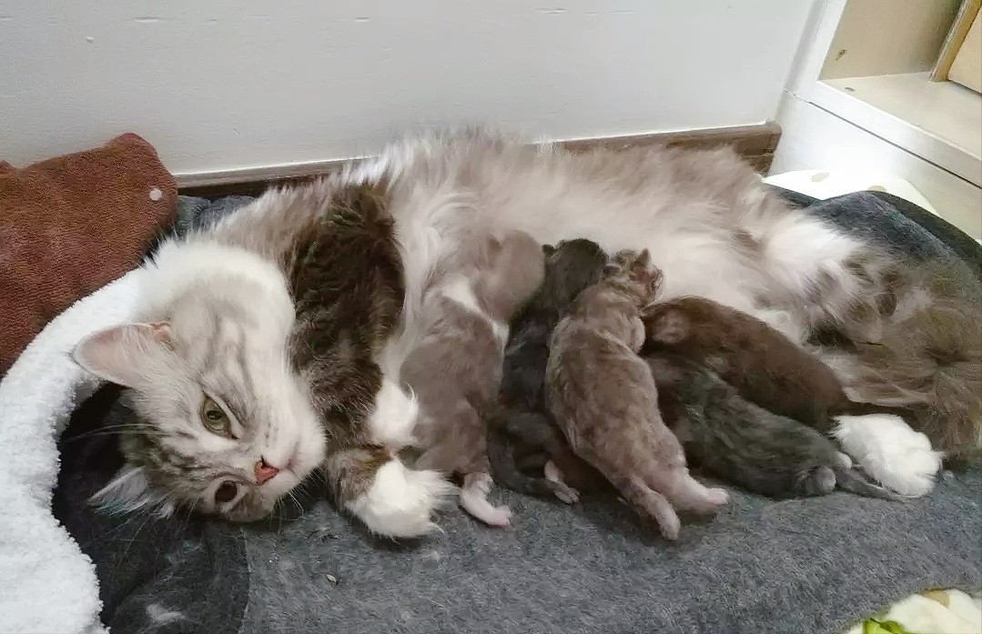 母猫为啥会叼“幼崽”给你，不止是信任你这么简单休闲区蓝鸢梦想 - Www.slyday.coM