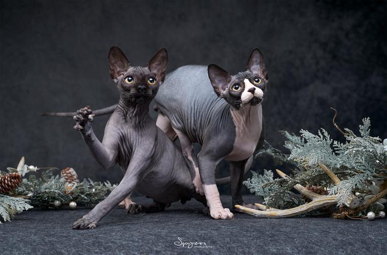 无毛猫越来越少人养？原来这么可怕，怪不得养的人少了休闲区蓝鸢梦想 - Www.slyday.coM