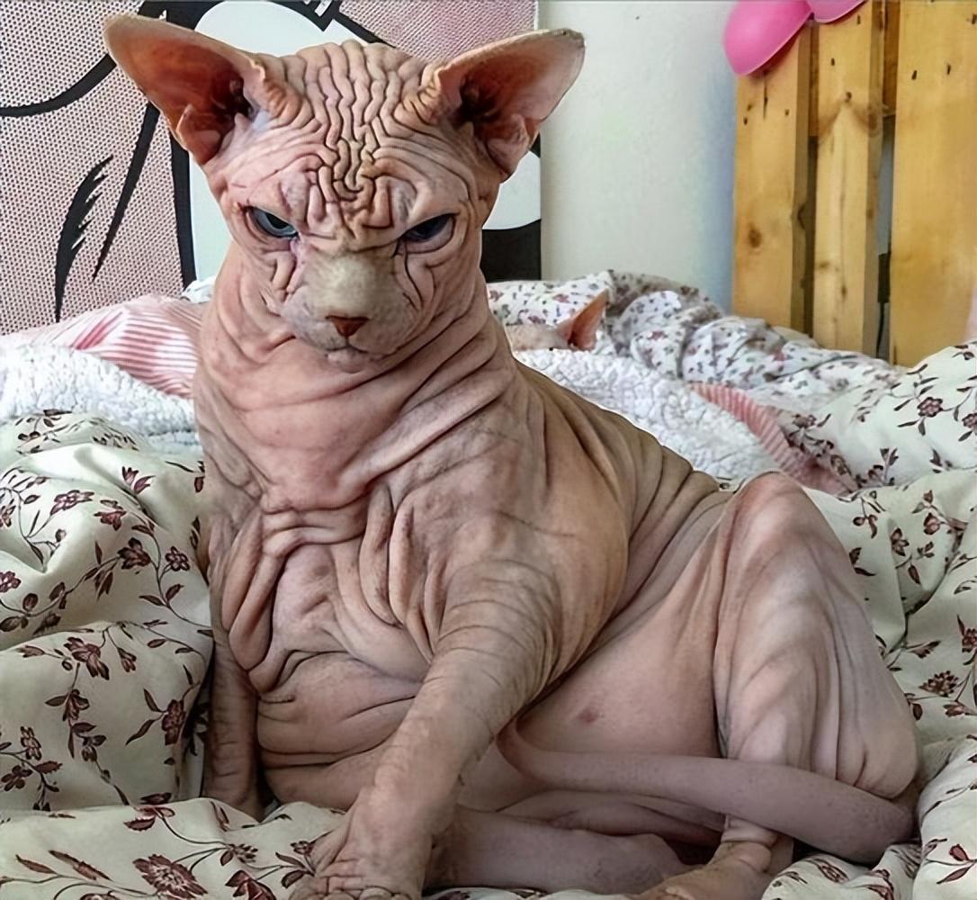 无毛猫越来越少人养？原来这么可怕，怪不得养的人少了休闲区蓝鸢梦想 - Www.slyday.coM