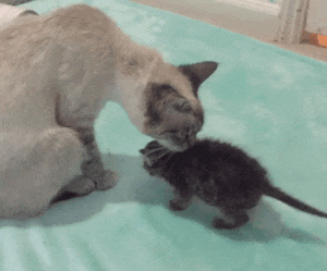 母猫为啥会叼“幼崽”给你，不止是信任你这么简单休闲区蓝鸢梦想 - Www.slyday.coM