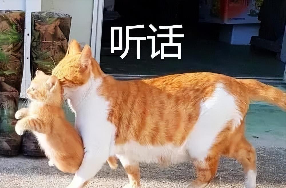 母猫为啥会叼“幼崽”给你，不止是信任你这么简单休闲区蓝鸢梦想 - Www.slyday.coM