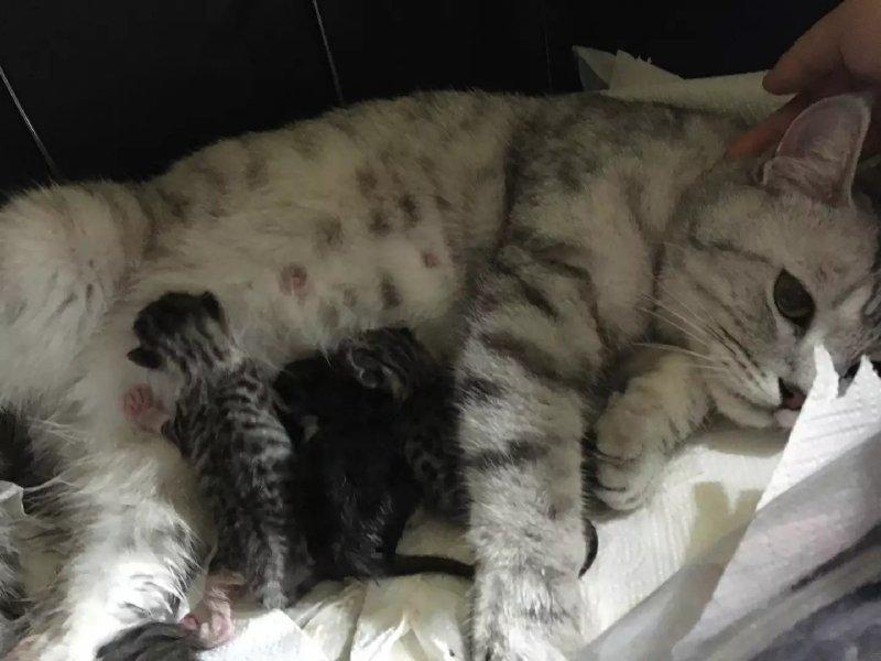 母猫为啥会叼“幼崽”给你，不止是信任你这么简单休闲区蓝鸢梦想 - Www.slyday.coM