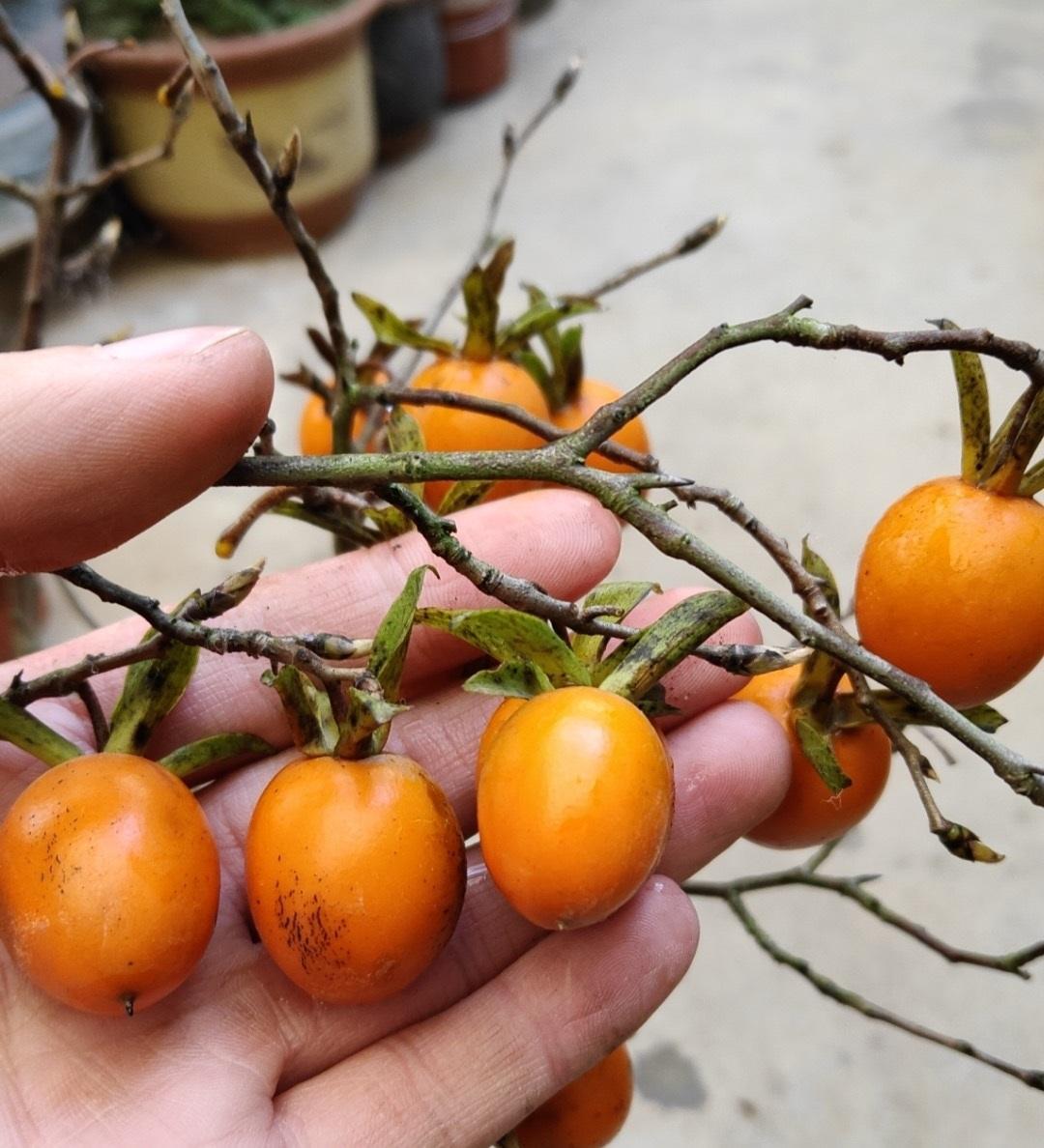 再加上到了秋天可以结出橘红色的果子,就像是小柿子一样,金弹子分为