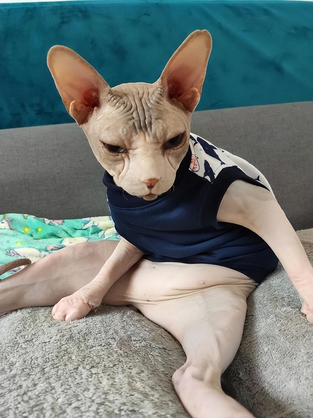 无毛猫越来越少人养？原来这么可怕，怪不得养的人少了休闲区蓝鸢梦想 - Www.slyday.coM