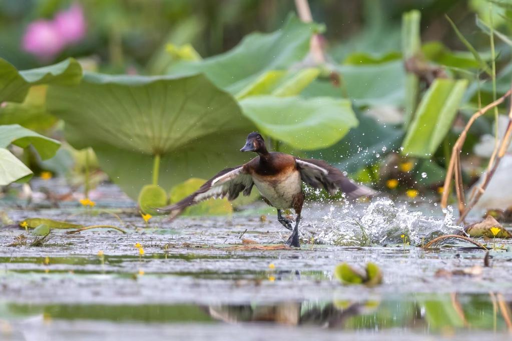 在白洋淀拍摄的青头潜鸭.受访单位供图