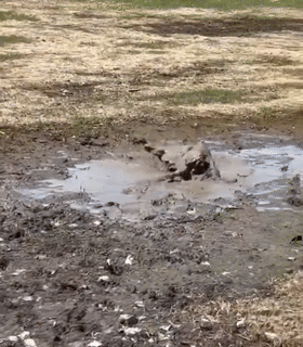 看到爱犬向自己走来，铲屎官却后退了一步：不是很想认...休闲区蓝鸢梦想 - Www.slyday.coM