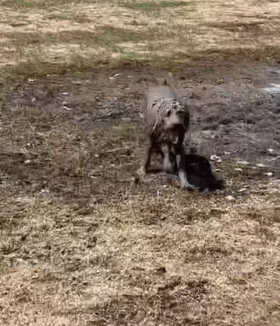 看到爱犬向自己走来，铲屎官却后退了一步：不是很想认...休闲区蓝鸢梦想 - Www.slyday.coM