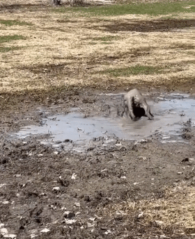 看到爱犬向自己走来，铲屎官却后退了一步：不是很想认...休闲区蓝鸢梦想 - Www.slyday.coM