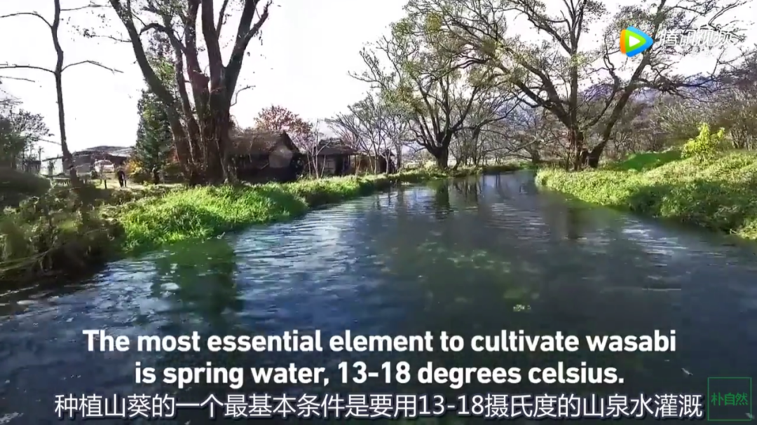 芥末越来越假了，能不难吃吗休闲区蓝鸢梦想 - Www.slyday.coM