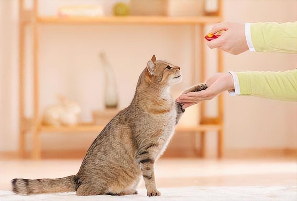 猫咪会不会其他技能不重要，但这5个技能，它一定要会休闲区蓝鸢梦想 - Www.slyday.coM