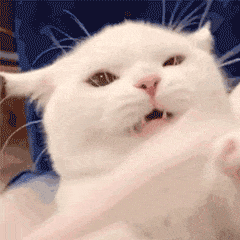 猫咪会不会其他技能不重要，但这5个技能，它一定要会休闲区蓝鸢梦想 - Www.slyday.coM