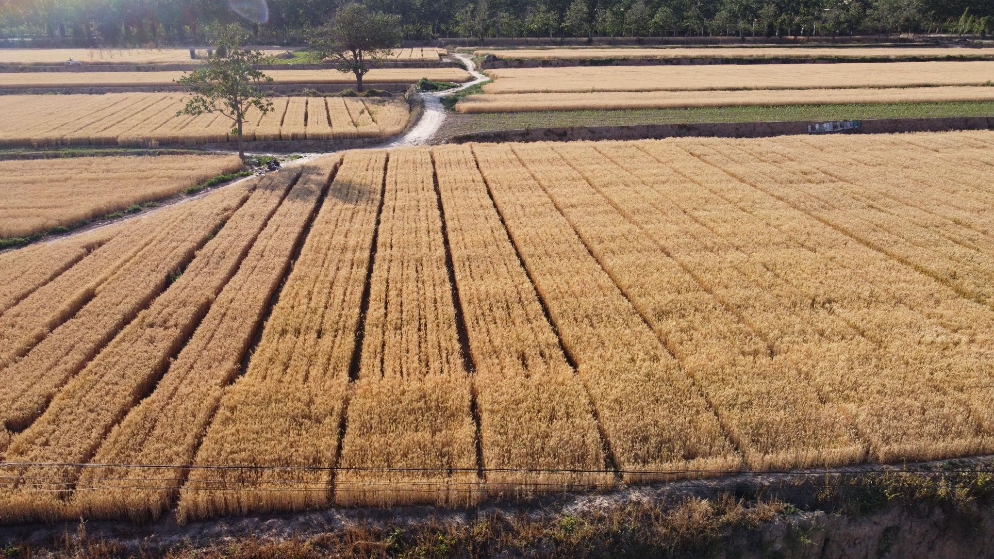 干旱、高温、暴雨、洪涝 极端天气正在威胁全球小麦|印度|灾害|春小麦|刘科|科学家_手机新浪网
