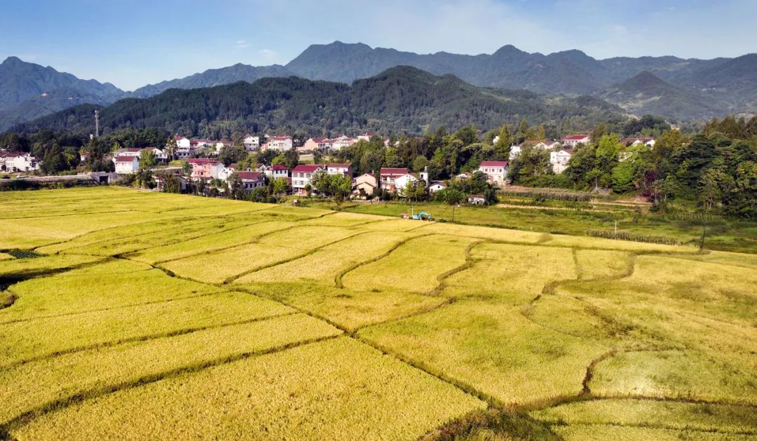 近日,陕西省汉中市南郑区的广阔田野满眼金黄,随处可见丰收景色.