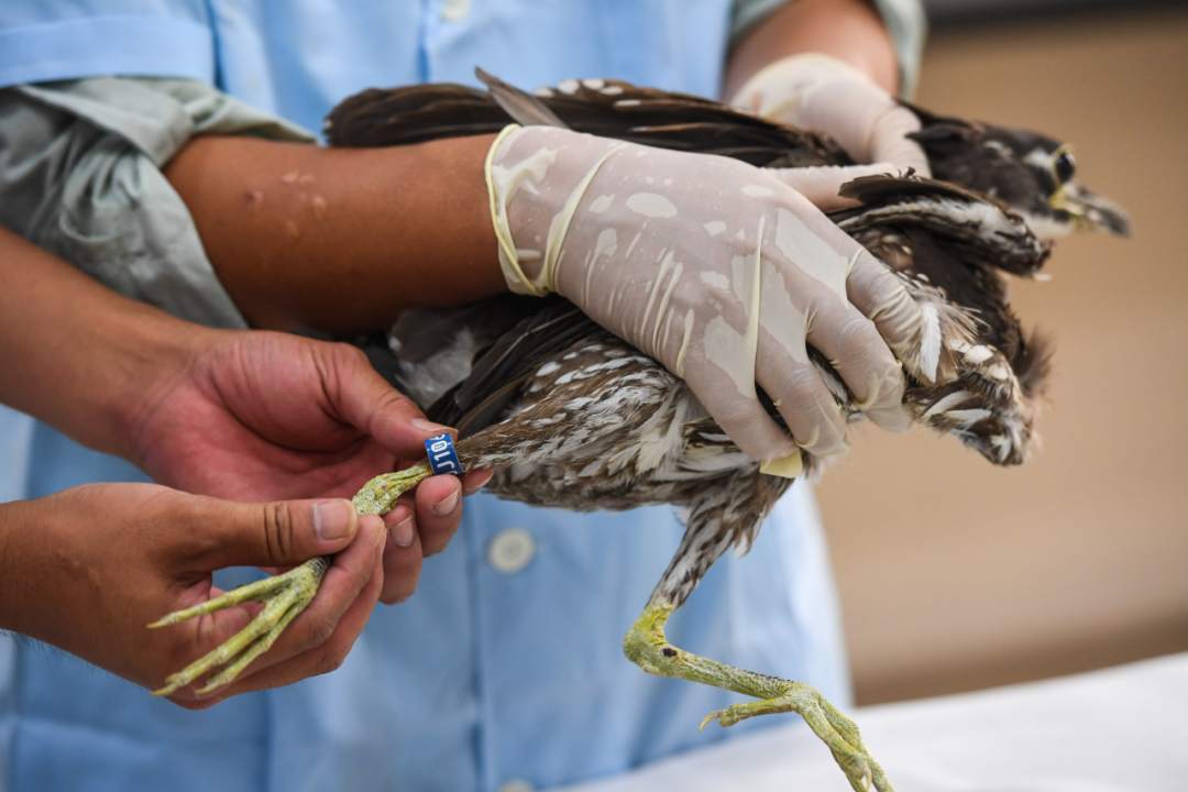 “世界上最神秘的鸟”，原来长这样！休闲区蓝鸢梦想 - Www.slyday.coM