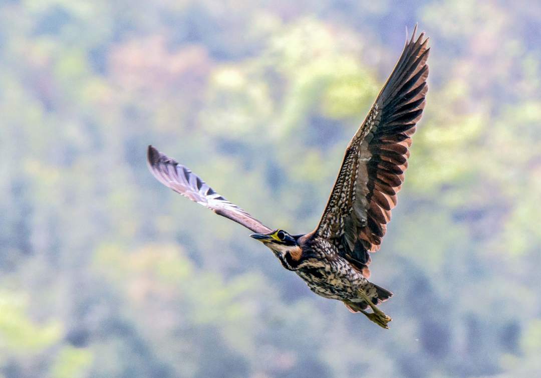 “世界上最神秘的鸟”，原来长这样！休闲区蓝鸢梦想 - Www.slyday.coM