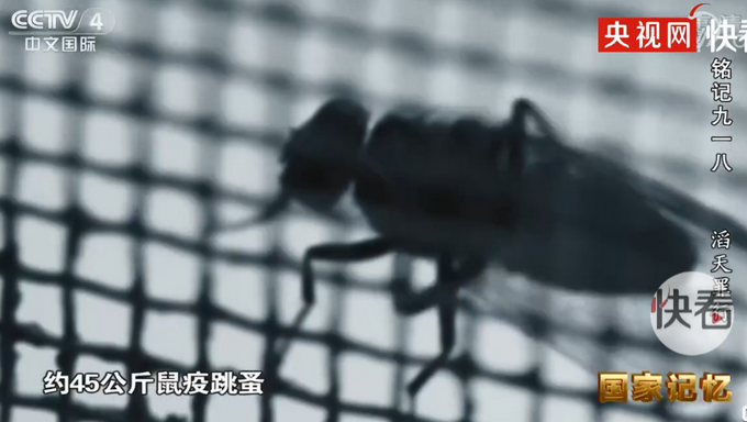 可怕！731部队用跳蚤感染鼠疫后咬人，三、四个月就培养90斤“鼠疫”跳蚤休闲区蓝鸢梦想 - Www.slyday.coM
