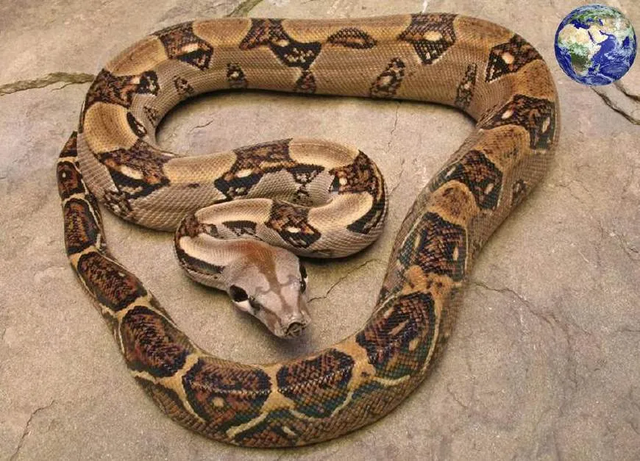 百斤红尾蚺潜伏在村民鱼塘内偷吃,本应在南美洲为何到了东北?