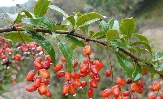 这一个色泽鲜红的小果子——山茱萸,形似枸杞,也似山枣,可能大家对它