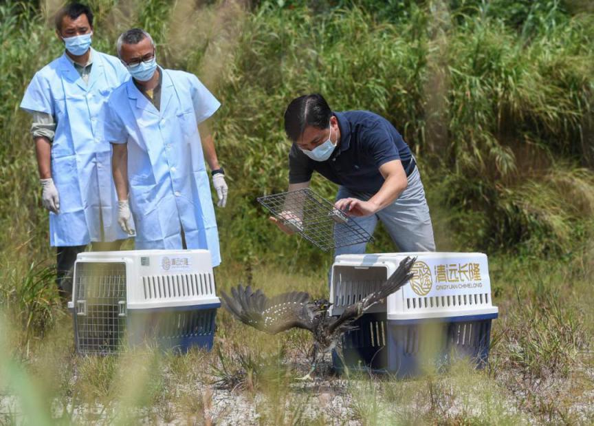 “世界上最神秘的鸟”，原来长这样！休闲区蓝鸢梦想 - Www.slyday.coM