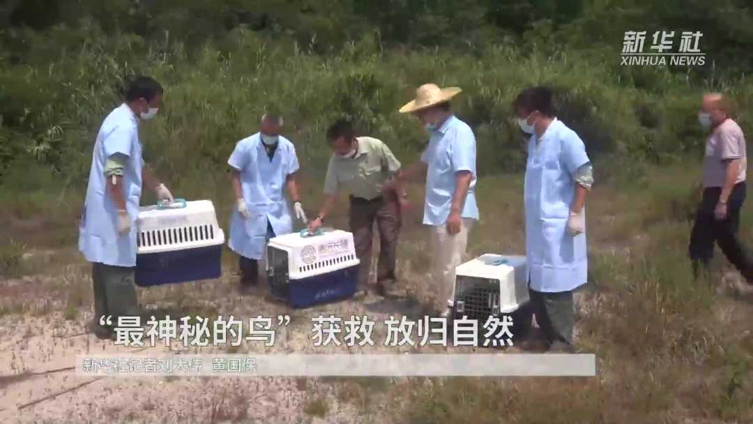 “世界上最神秘的鸟”，原来长这样！休闲区蓝鸢梦想 - Www.slyday.coM