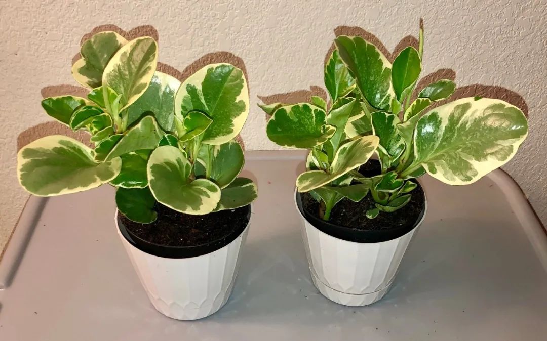 3,圆叶椒草(peperomia obtusifolia)