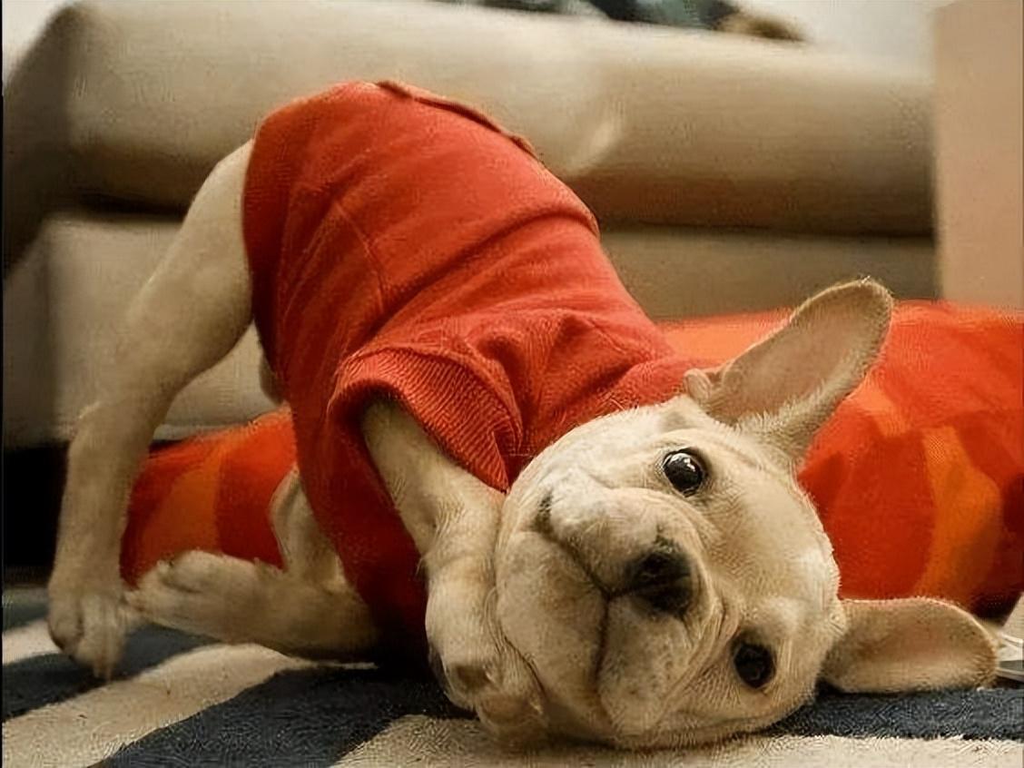 狗狗真的把你当“妈妈”,会有一些现象,很明显休闲区蓝鸢梦想 - Www.slyday.coM 狗狗真的把你当“妈妈”,会有一些现象,很明显休闲区蓝鸢梦想 - Www.slyday.coM