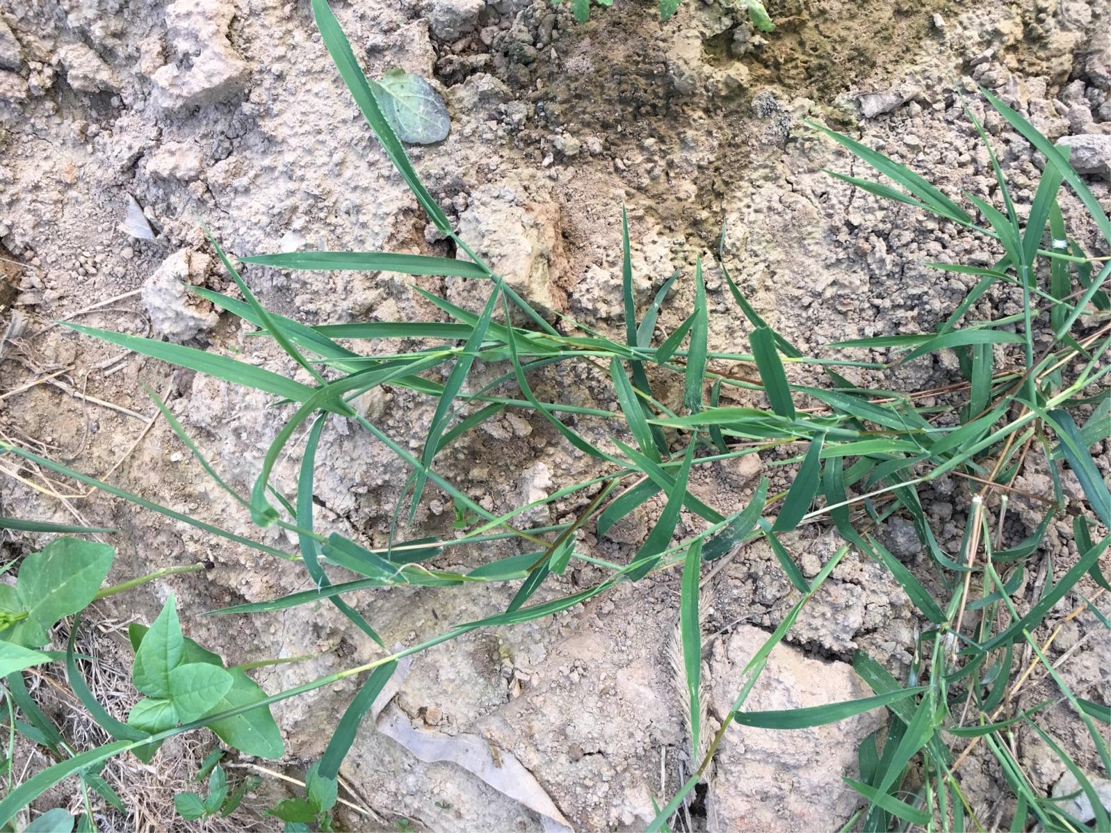 起来就是稀烂的,它是一种趴地生长的植物,它的每一个节上面又可以生根