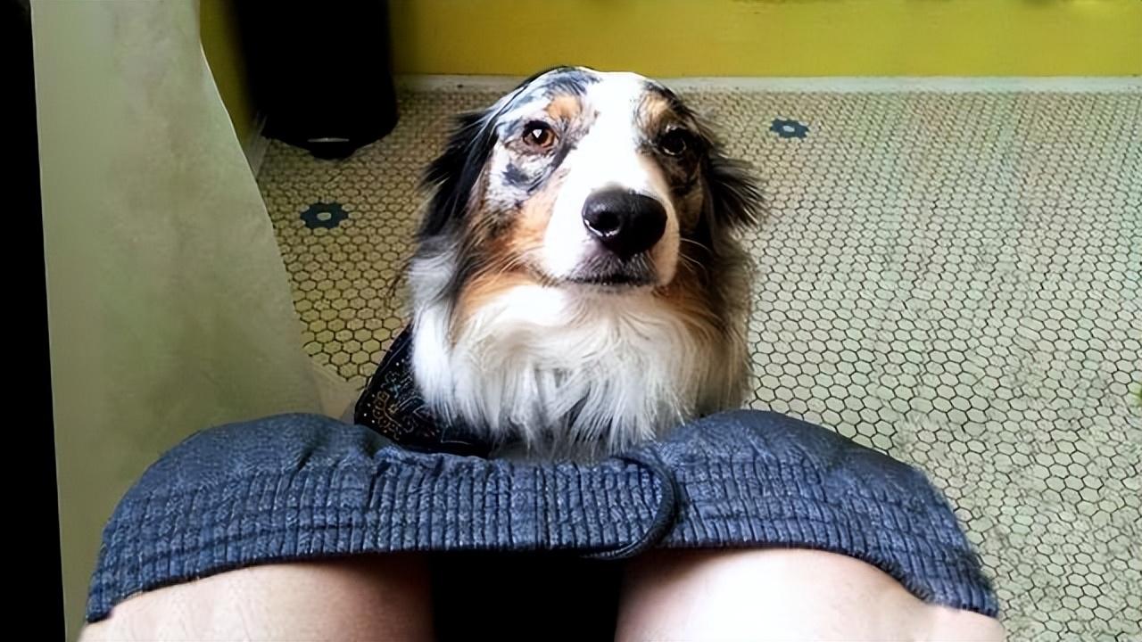 狗狗真的把你当“妈妈”,会有一些现象,很明显休闲区蓝鸢梦想 - Www.slyday.coM 狗狗真的把你当“妈妈”,会有一些现象,很明显休闲区蓝鸢梦想 - Www.slyday.coM