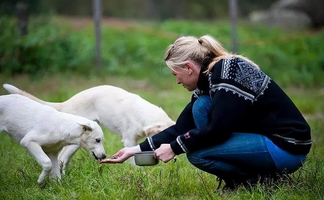 狗狗真的把你当“妈妈”,会有一些现象,很明显休闲区蓝鸢梦想 - Www.slyday.coM 狗狗真的把你当“妈妈”,会有一些现象,很明显休闲区蓝鸢梦想 - Www.slyday.coM