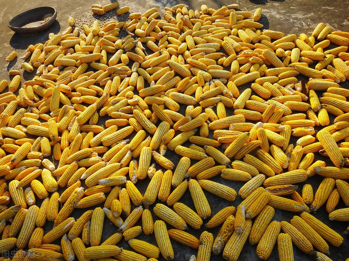 “四个反常”之下，猪价反而上涨的原因找到了，附：9月20日猪价休闲区蓝鸢梦想 - Www.slyday.coM