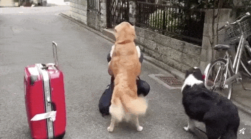 狗狗真的把你当“妈妈”,会有一些现象,很明显休闲区蓝鸢梦想 - Www.slyday.coM 狗狗真的把你当“妈妈”,会有一些现象,很明显休闲区蓝鸢梦想 - Www.slyday.coM