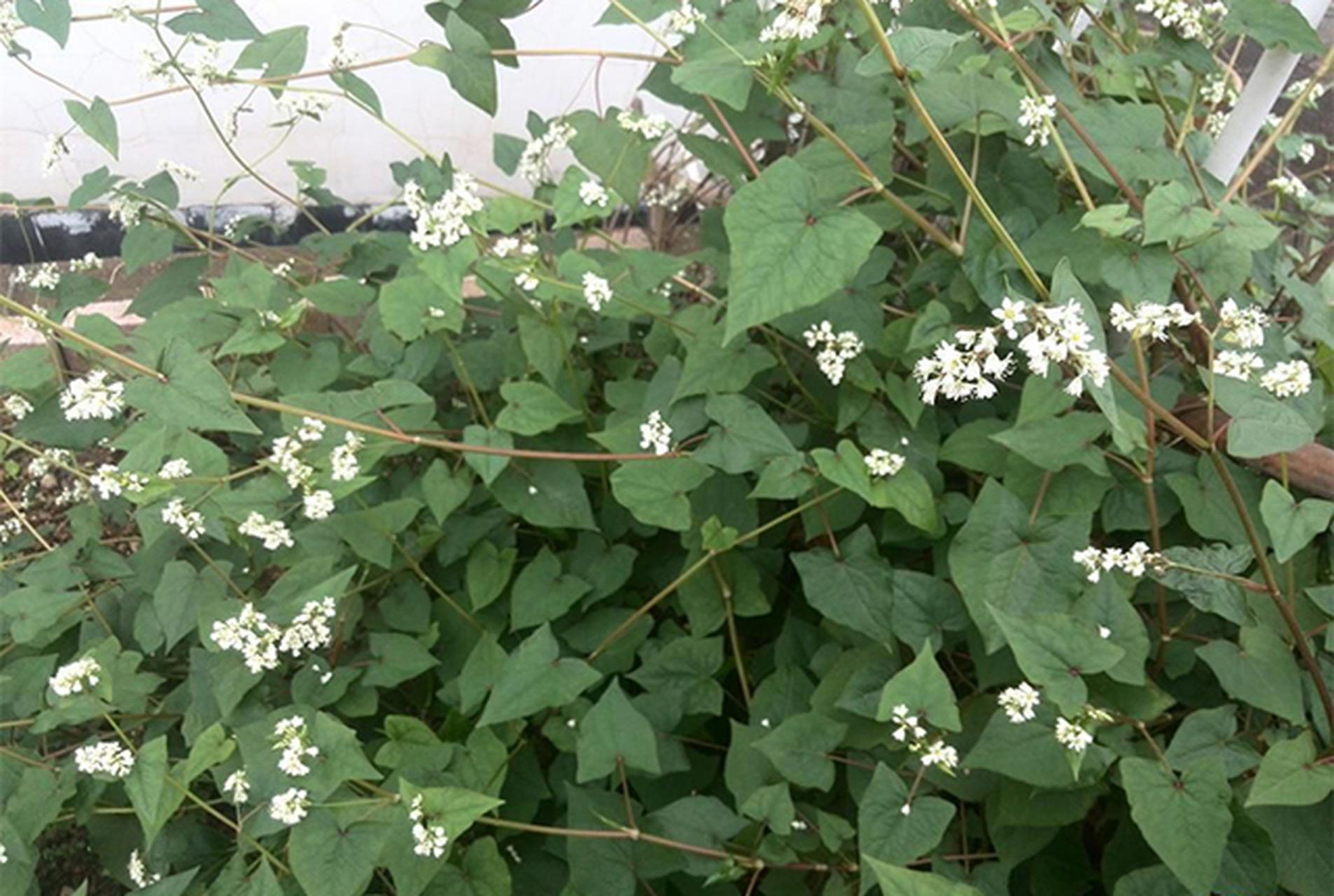 野荞麦|植物|荞麦_新浪新闻