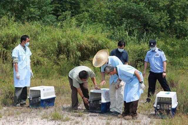 “世界上最神秘的鸟”，被治好眼睛放生了休闲区蓝鸢梦想 - Www.slyday.coM