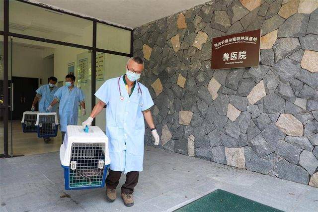 “世界上最神秘的鸟”，被治好眼睛放生了休闲区蓝鸢梦想 - Www.slyday.coM