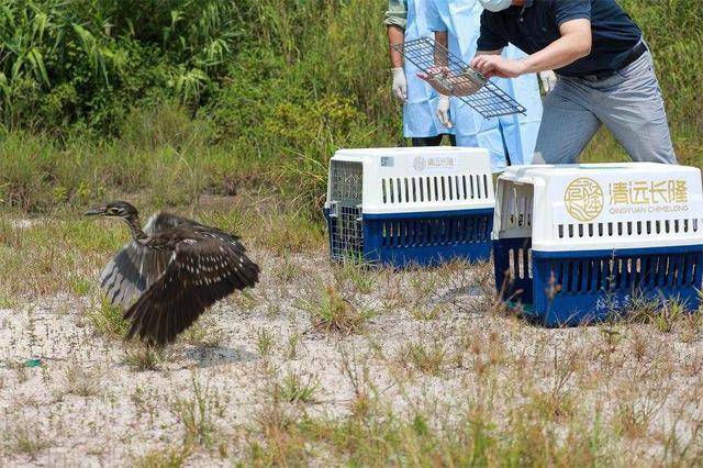 “世界上最神秘的鸟”，被治好眼睛放生了休闲区蓝鸢梦想 - Www.slyday.coM