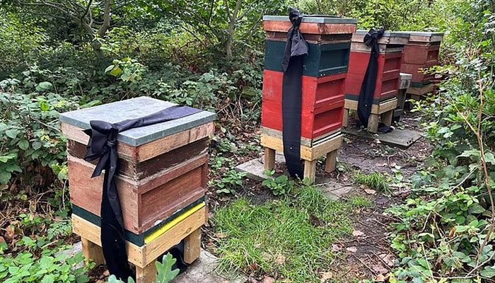 蜂箱上繫上了黑絲帶。