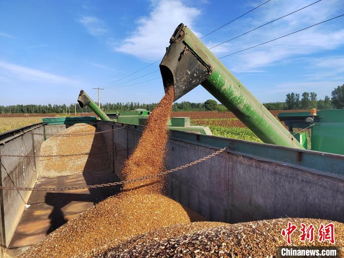 图为霸州市王庄子镇任庄子村高粱种植基地,农民驾驶收割机收割高粱.