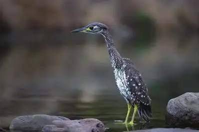 “世界上最神秘的鸟”，被治好眼睛放生了休闲区蓝鸢梦想 - Www.slyday.coM