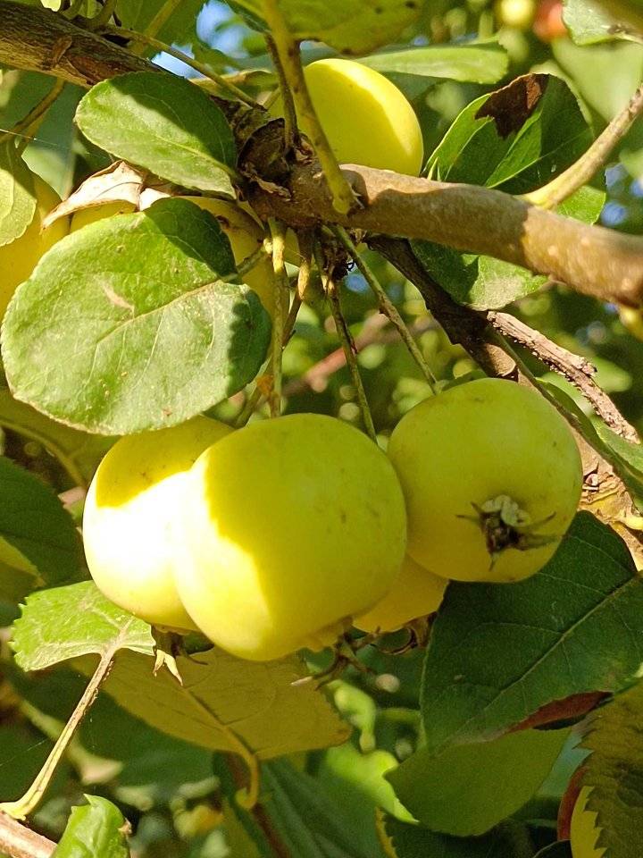 青未了/俺家门前的海棠果～|海棠果_新浪新闻