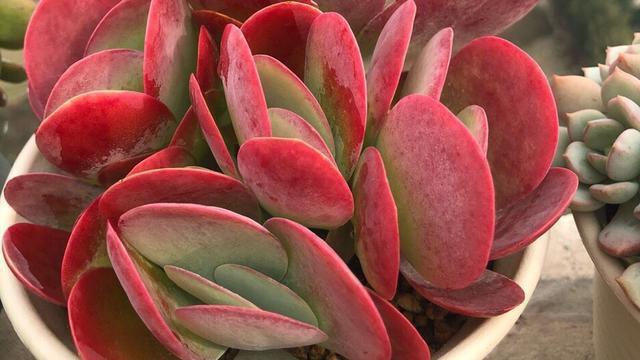 6款多肉被花友捧得很高,其实并不适合阳台党,尤其是最后两种休闲区蓝鸢梦想 - Www.slyday.coM 6款多肉被花友捧得很高,其实并不适合阳台党,尤其是最后两种休闲区蓝鸢梦想 - Www.slyday.coM