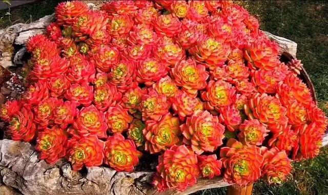 6款多肉被花友捧得很高,其实并不适合阳台党,尤其是最后两种休闲区蓝鸢梦想 - Www.slyday.coM 6款多肉被花友捧得很高,其实并不适合阳台党,尤其是最后两种休闲区蓝鸢梦想 - Www.slyday.coM